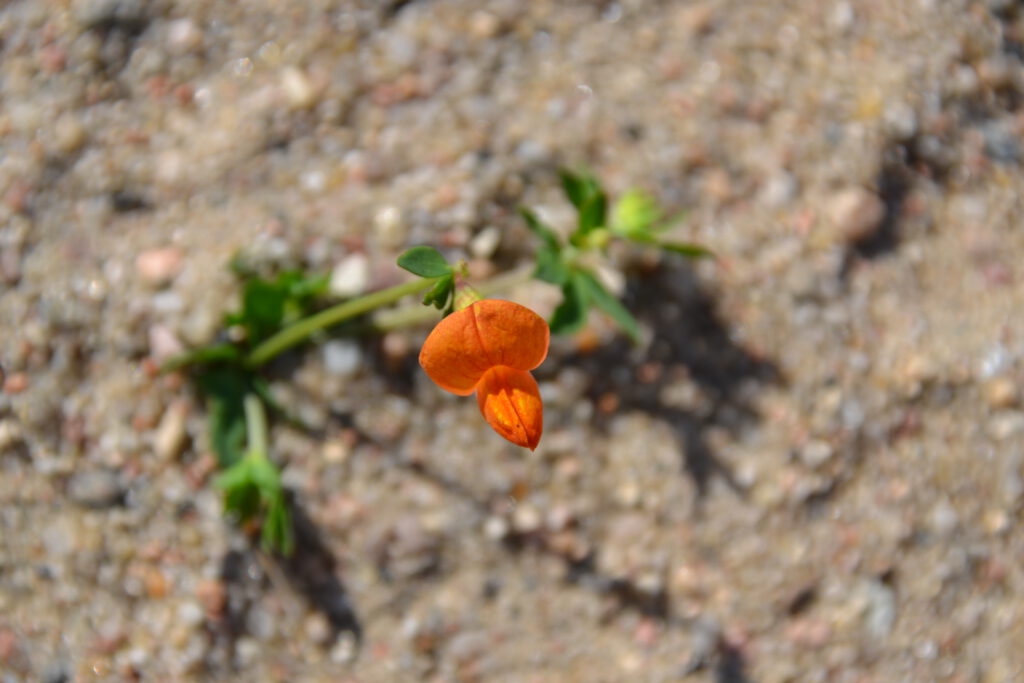 orange blume im sand